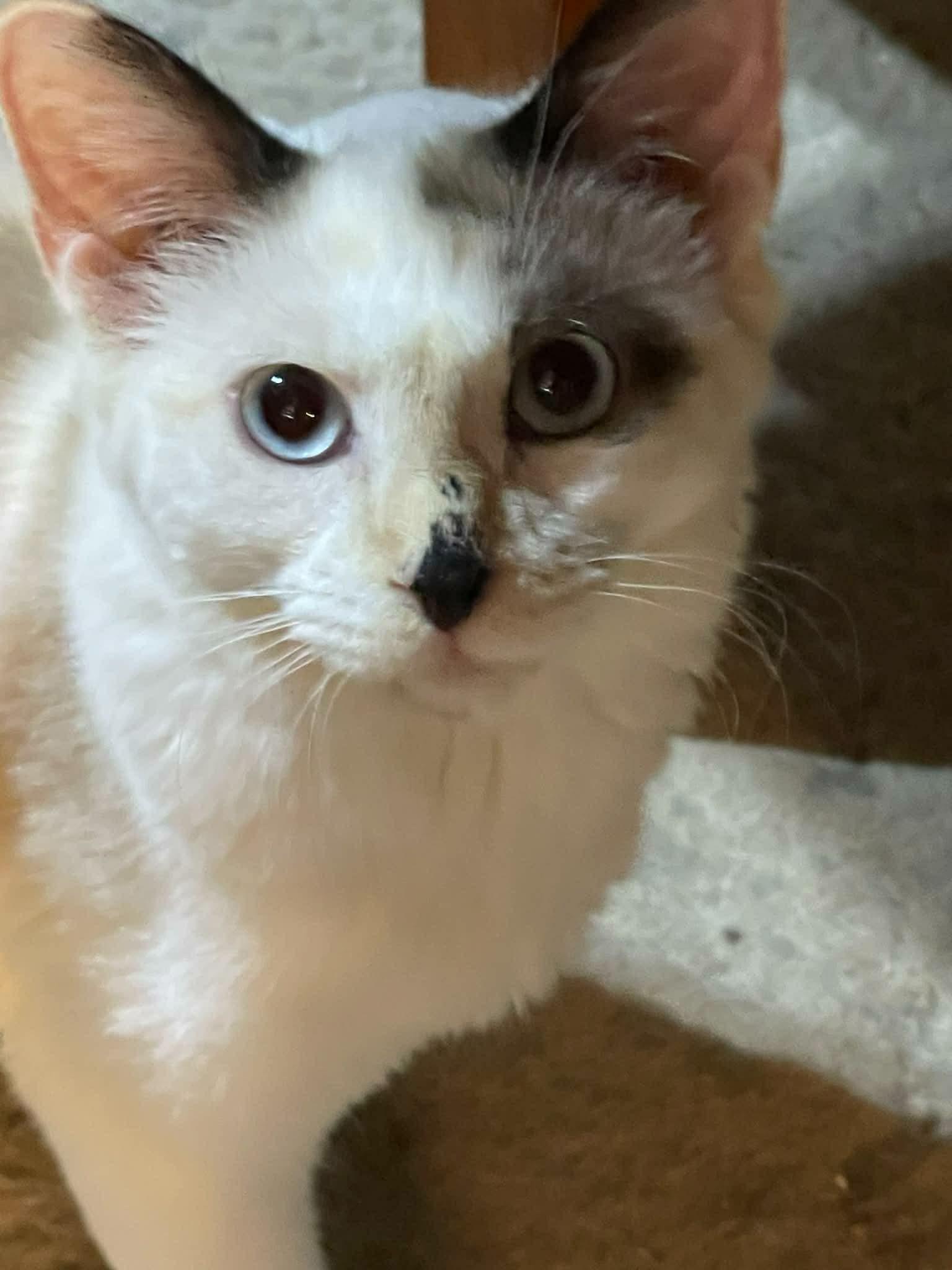 Jazmine (SH), adopted, Young Female Domestic Long Hair.