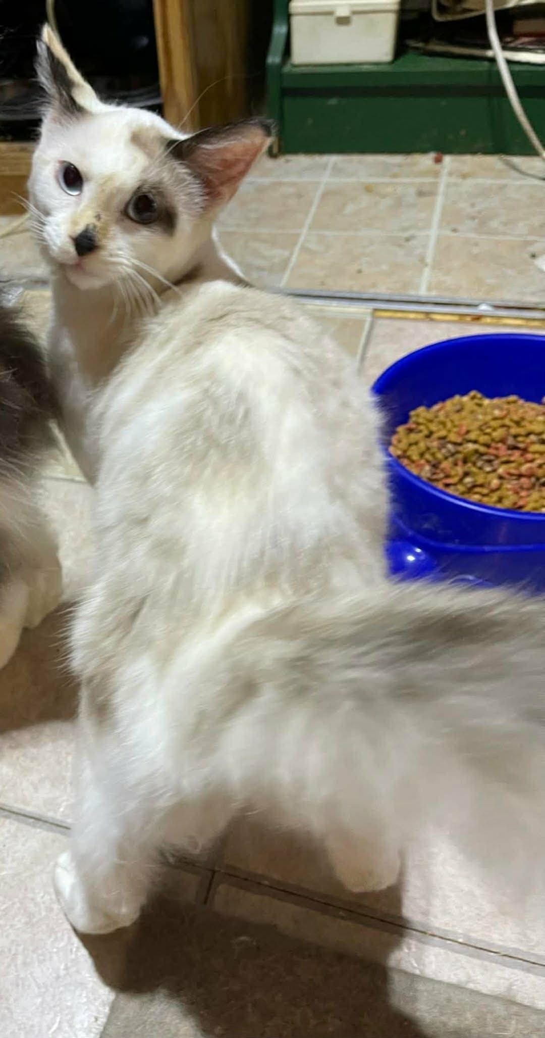 Enlarge Jazmine (SH), an adopted Domestic Long Hair in Schertz, TX image 2/2