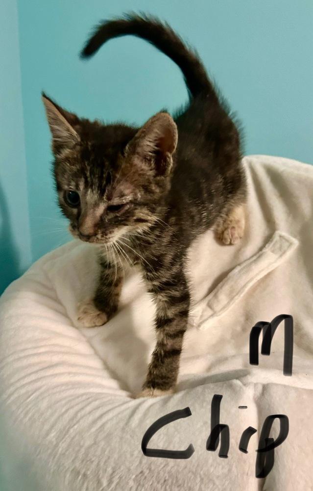 SG - Chip, Adoptable, Kitten Male Domestic Medium Hair.