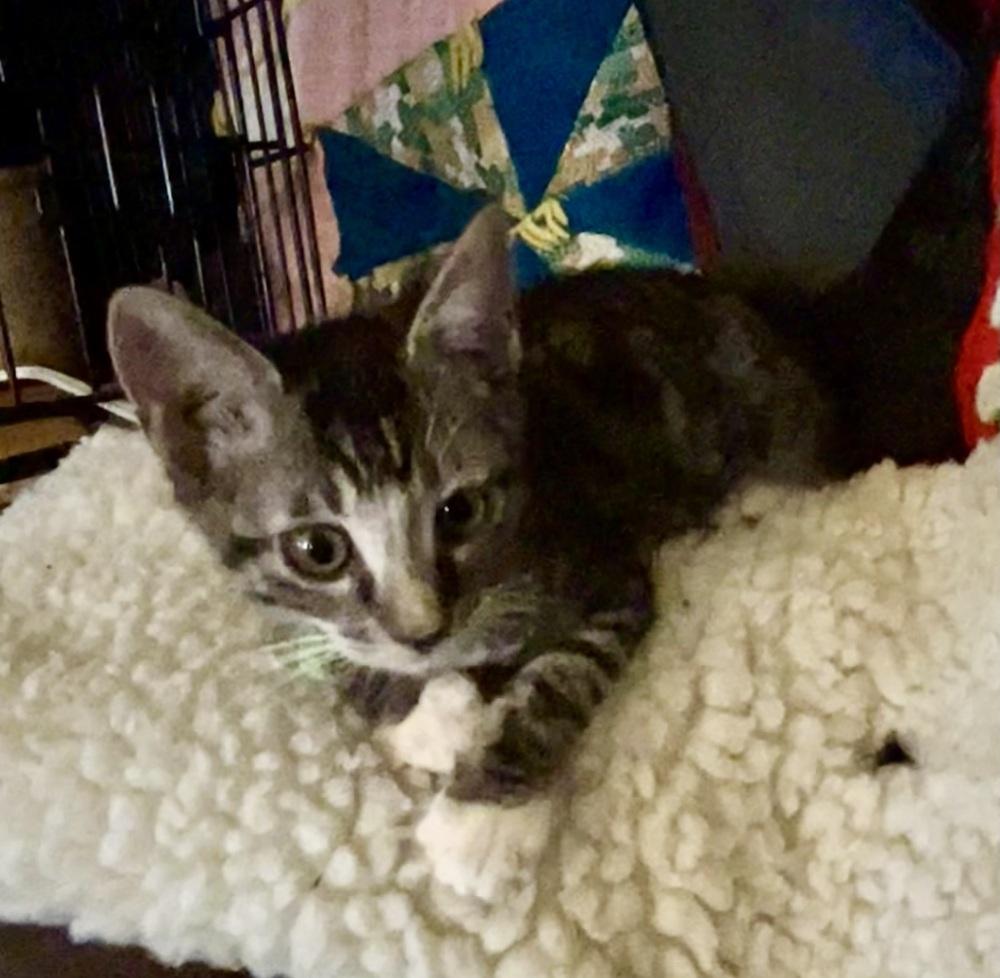 Enlarge SG - Chip, a Adoptable mixed breed in Moses Lake, WA image 2/2