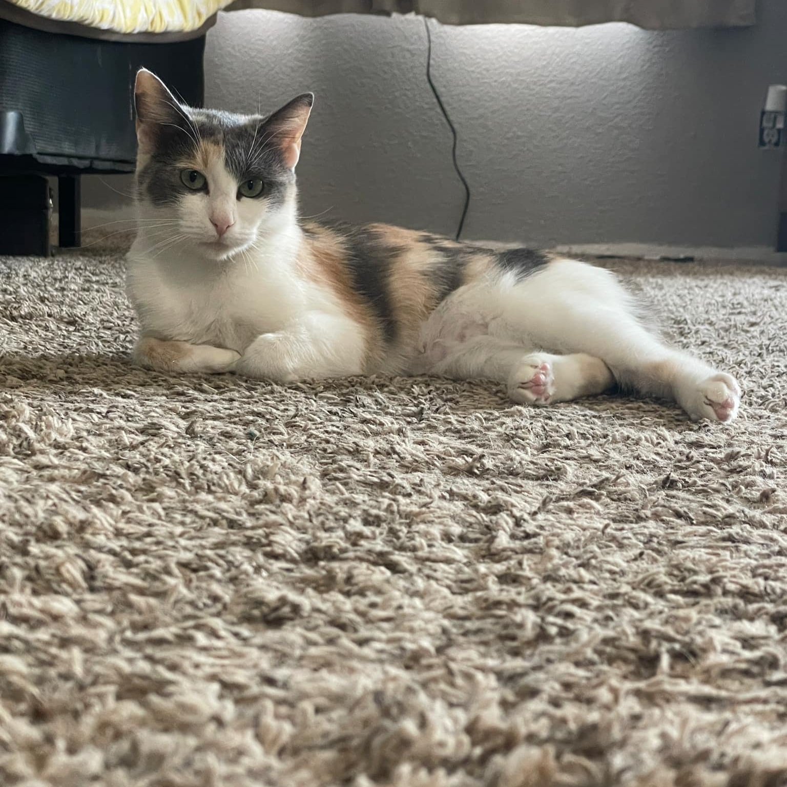 Lucy, an adoptable Domestic Short Hair in Pasco, WA, 99301 | Photo Image 4