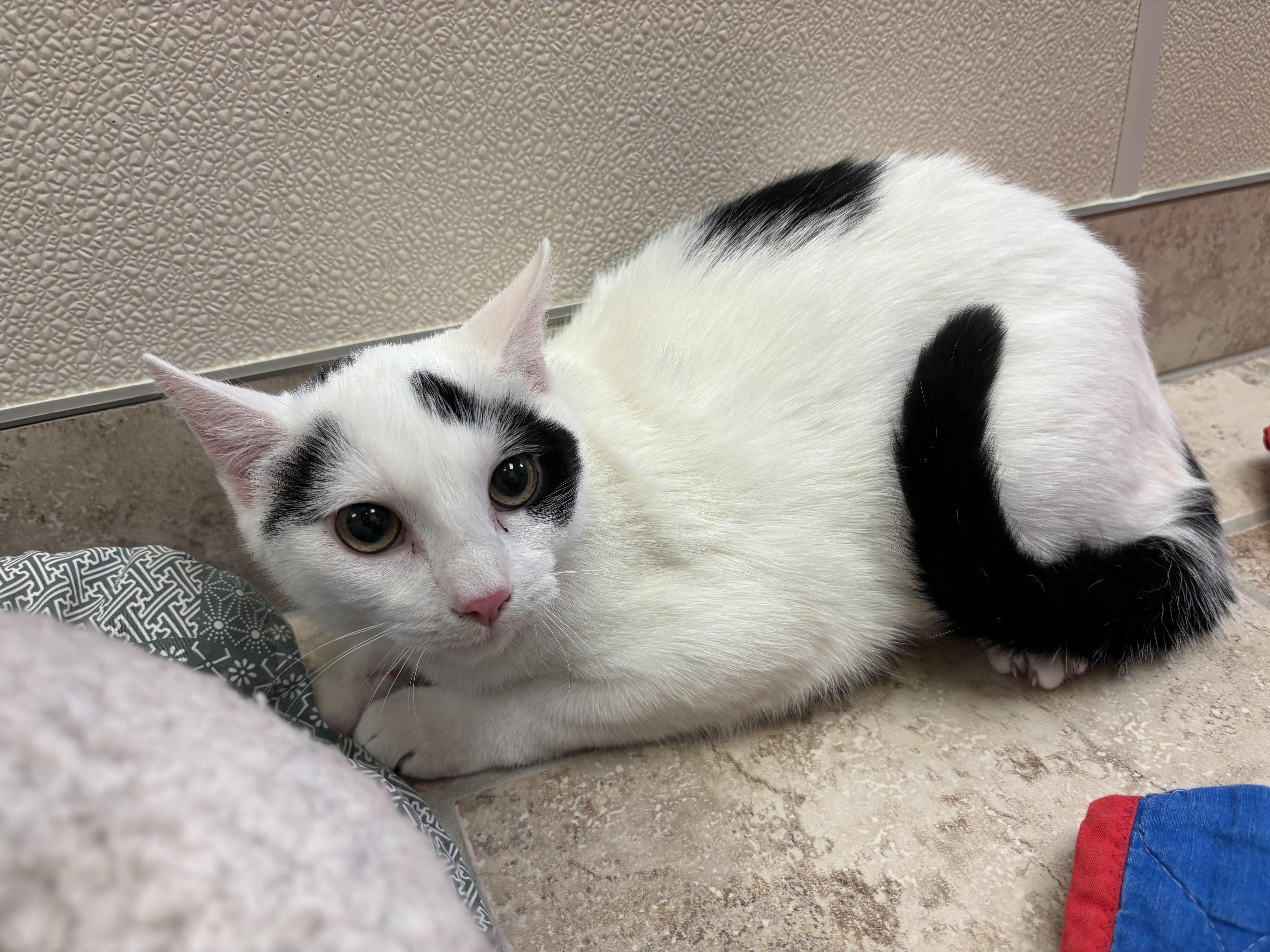 Bandit, ADOPTABLE, Young Male Domestic Short Hair.