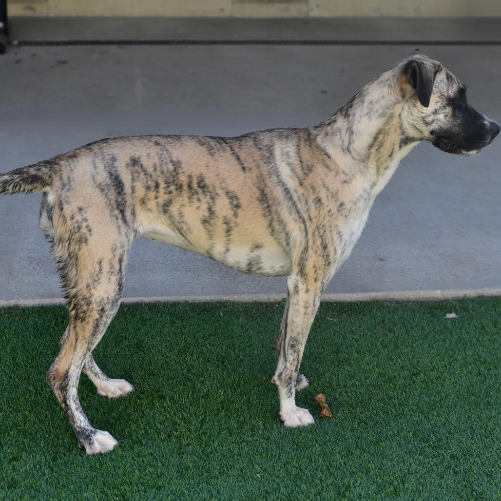 Rocky, Adoptable, Adult Female Greyhound & Mixed Breed.
