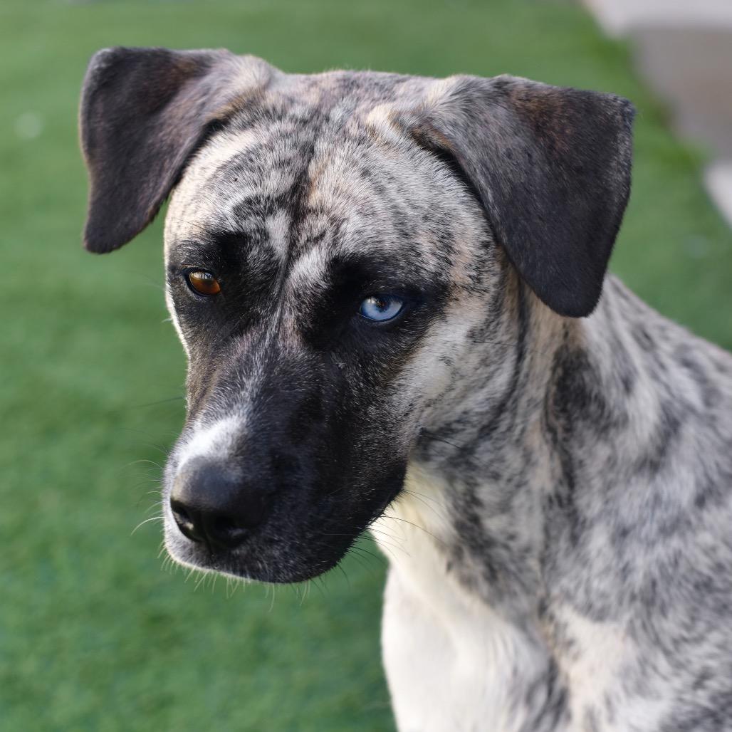 Enlarge Rocky, a Adoptable mixed breed in Ottawa, KS image 2/2