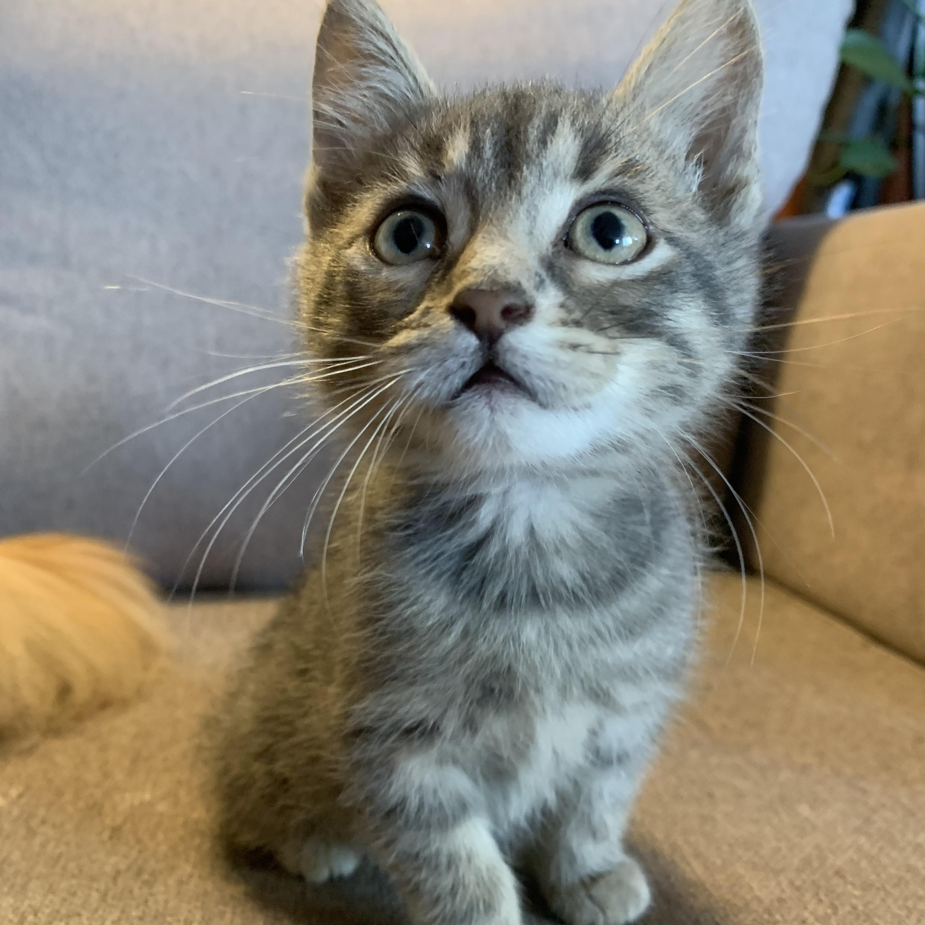 Fox, Adoptable, Kitten Male Domestic Short Hair.