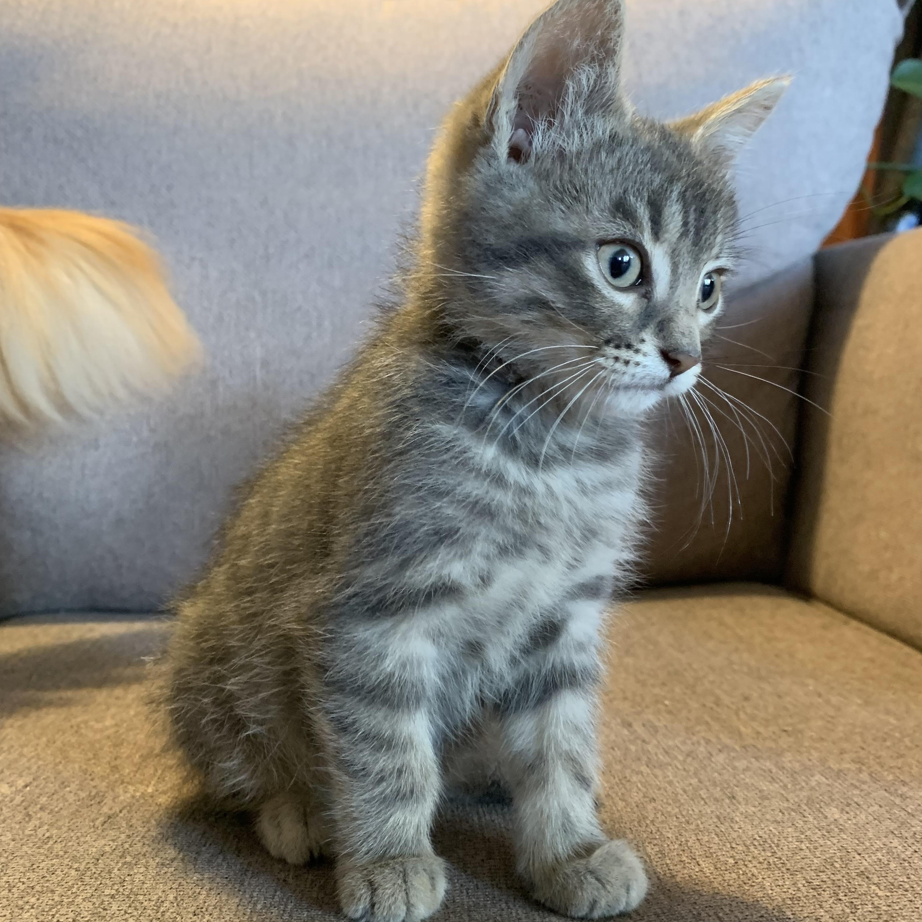 Enlarge Fox, a Adoptable Domestic Short Hair in Wakefield, QC image 2/4