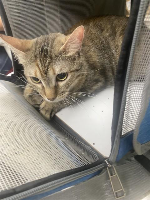 Enlarge CALLIE, a Adoptable Domestic Short Hair in Pasadena, TX image 1/1