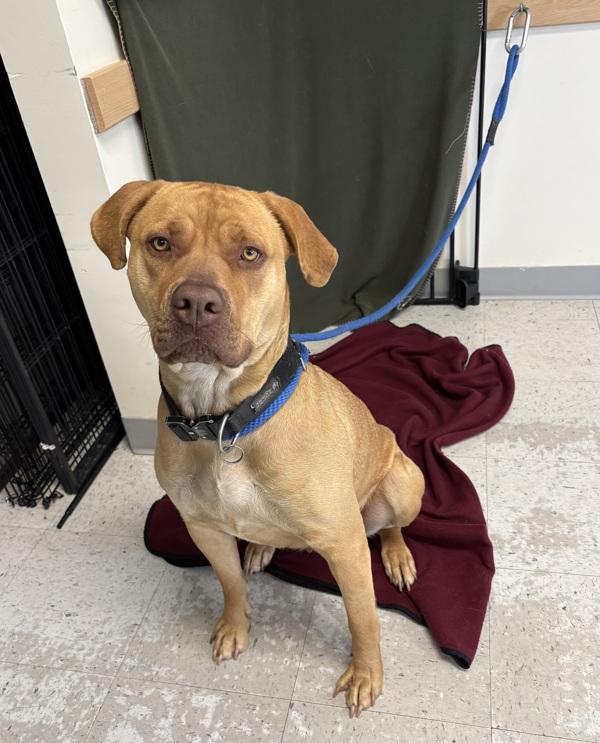 Enlarge Hazel, a Adoptable mixed breed in Salt Lake City, UT image 1/1