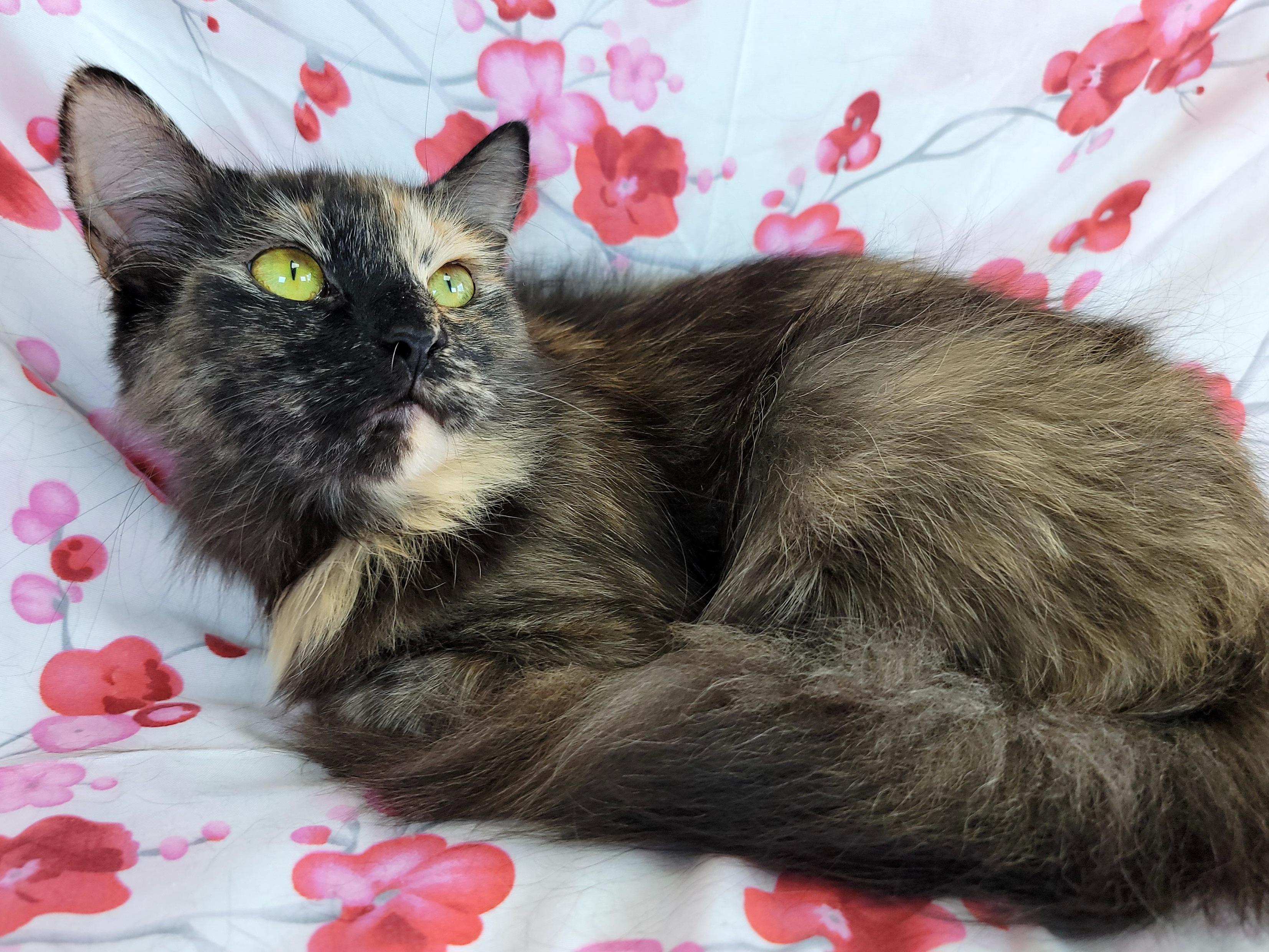 Enlarge Lettuce, a Adoptable Domestic Long Hair in Hornell, NY image 1/2