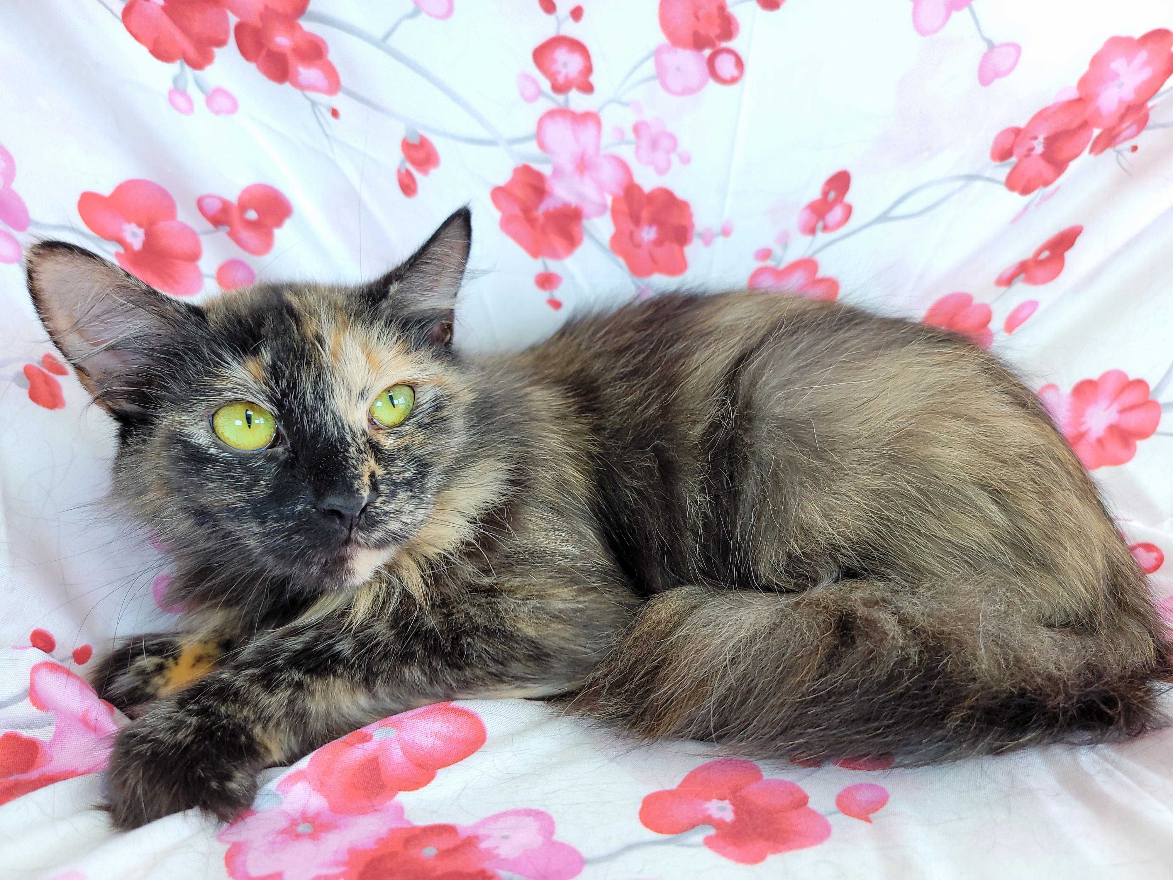 Enlarge Lettuce, a Adoptable Domestic Long Hair in Hornell, NY image 2/2