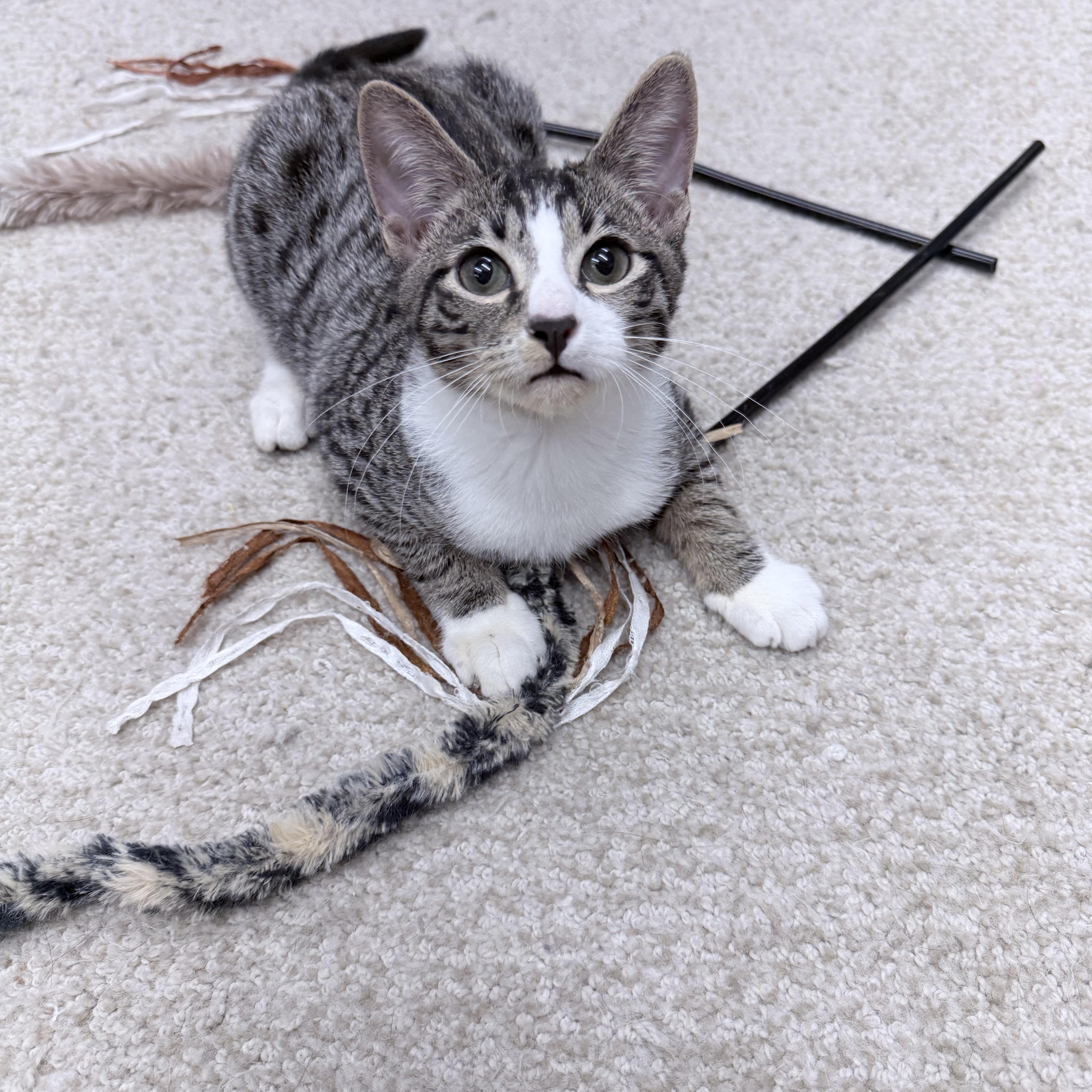 Enlarge Dirk Digler & Magic Mike, an adopted American Shorthair in Philadelphia, PA image 2/6