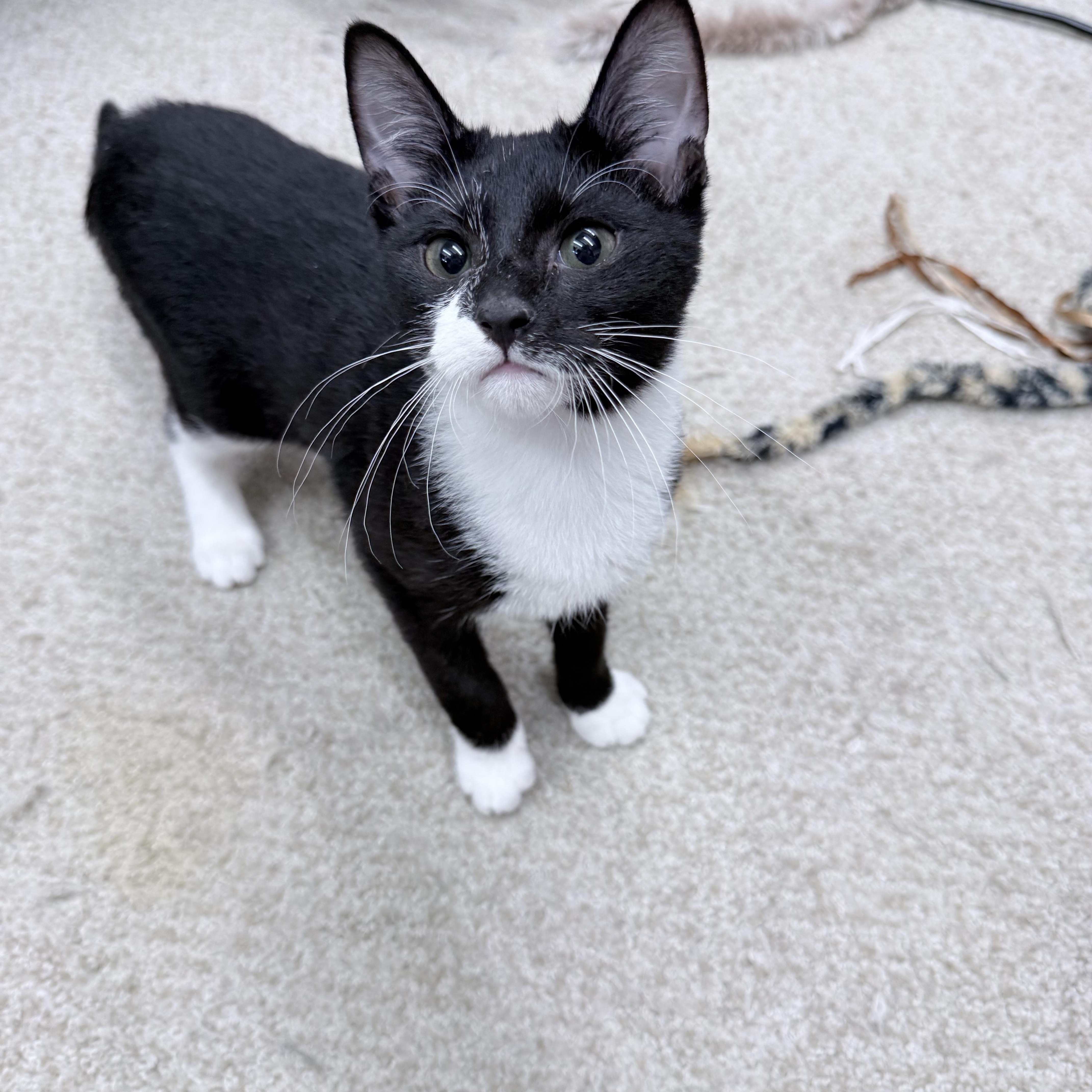Enlarge Dirk Digler & Magic Mike, an adopted American Shorthair in Philadelphia, PA image 5/6