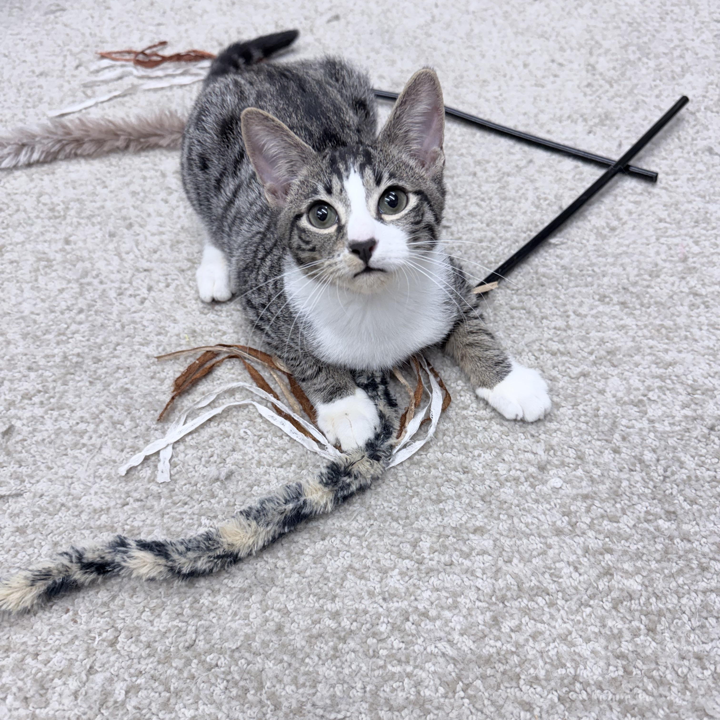 Enlarge Dirk Digler & Magic Mike, an adopted American Shorthair in Philadelphia, PA image 4/6
