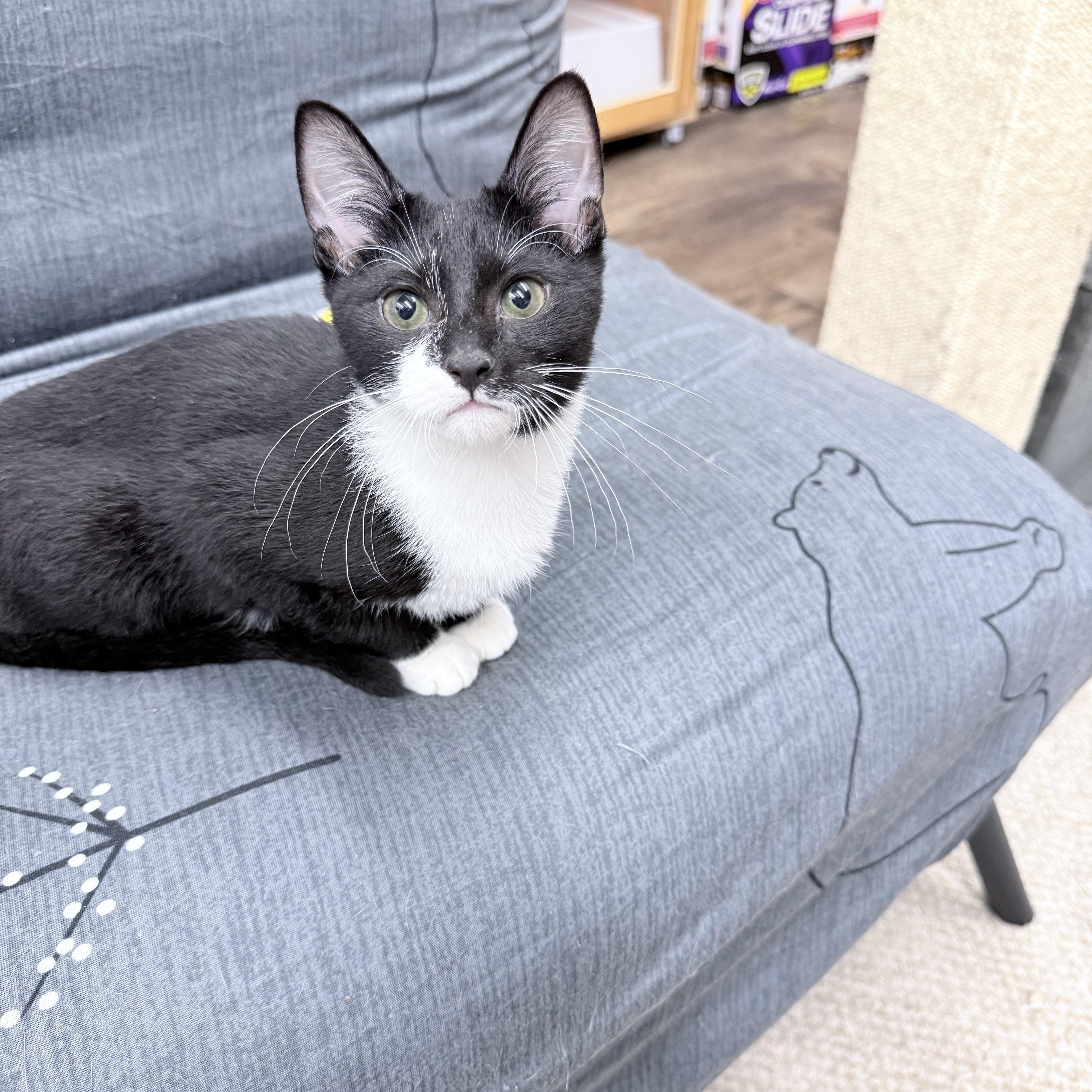 Enlarge Dirk Digler & Magic Mike, an adopted American Shorthair in Philadelphia, PA image 3/6