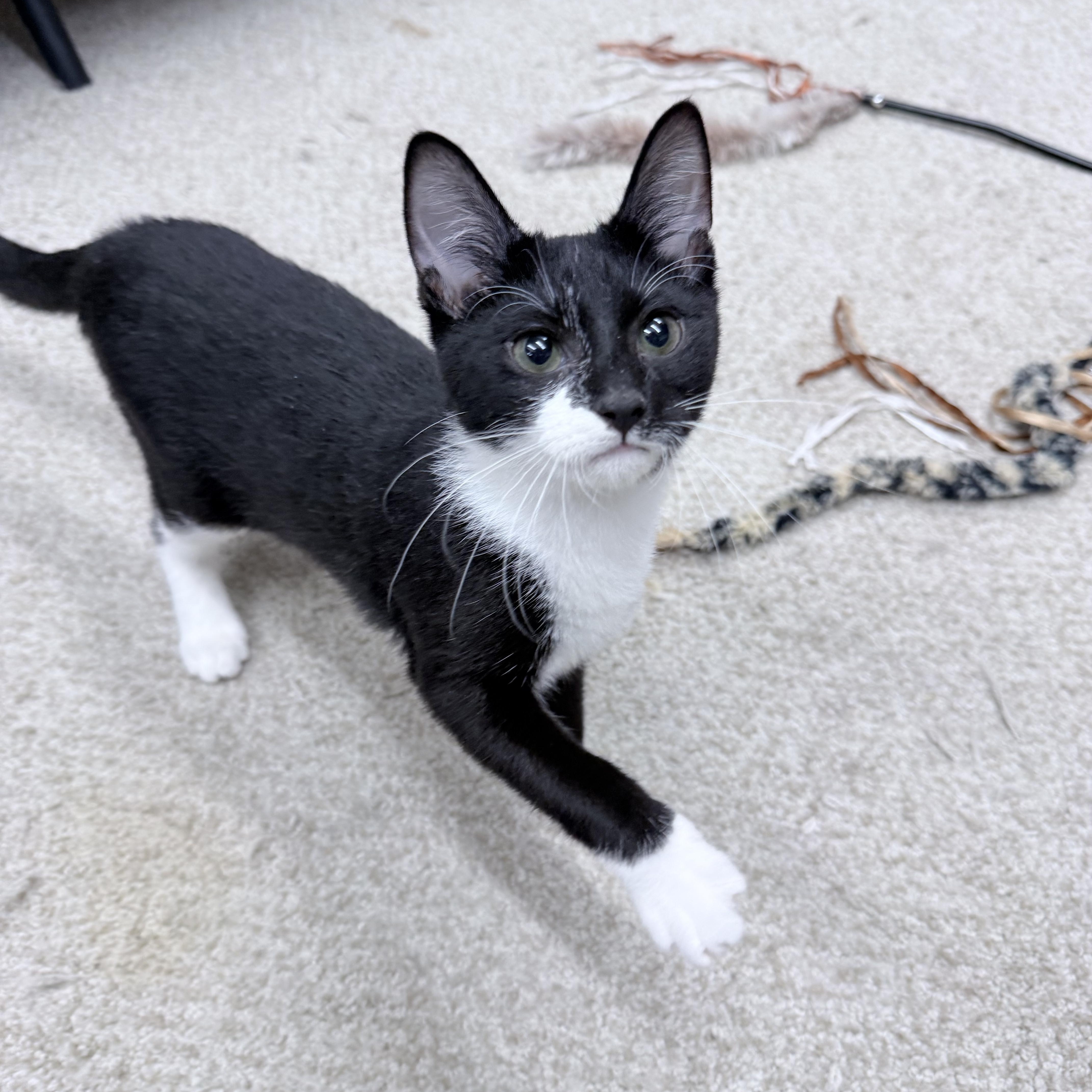 Enlarge Dirk Digler & Magic Mike, an adopted American Shorthair in Philadelphia, PA image 6/6