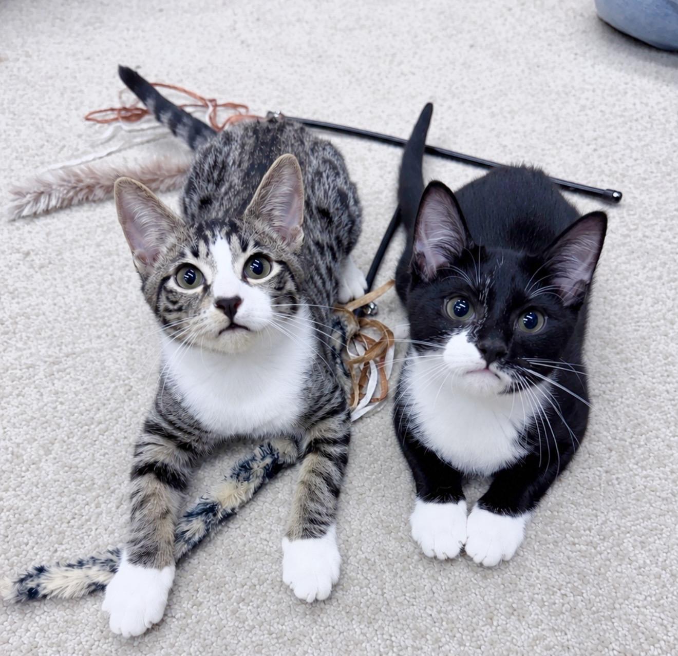 Dirk Digler & Magic Mike, adopted, Kitten Male American Shorthair.