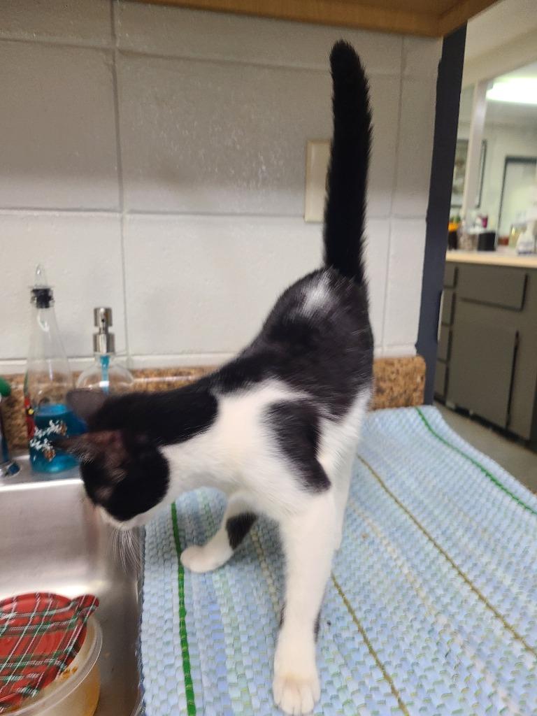 Enlarge C260-26, a Adoptable mixed breed in Tifton, GA image 1/1