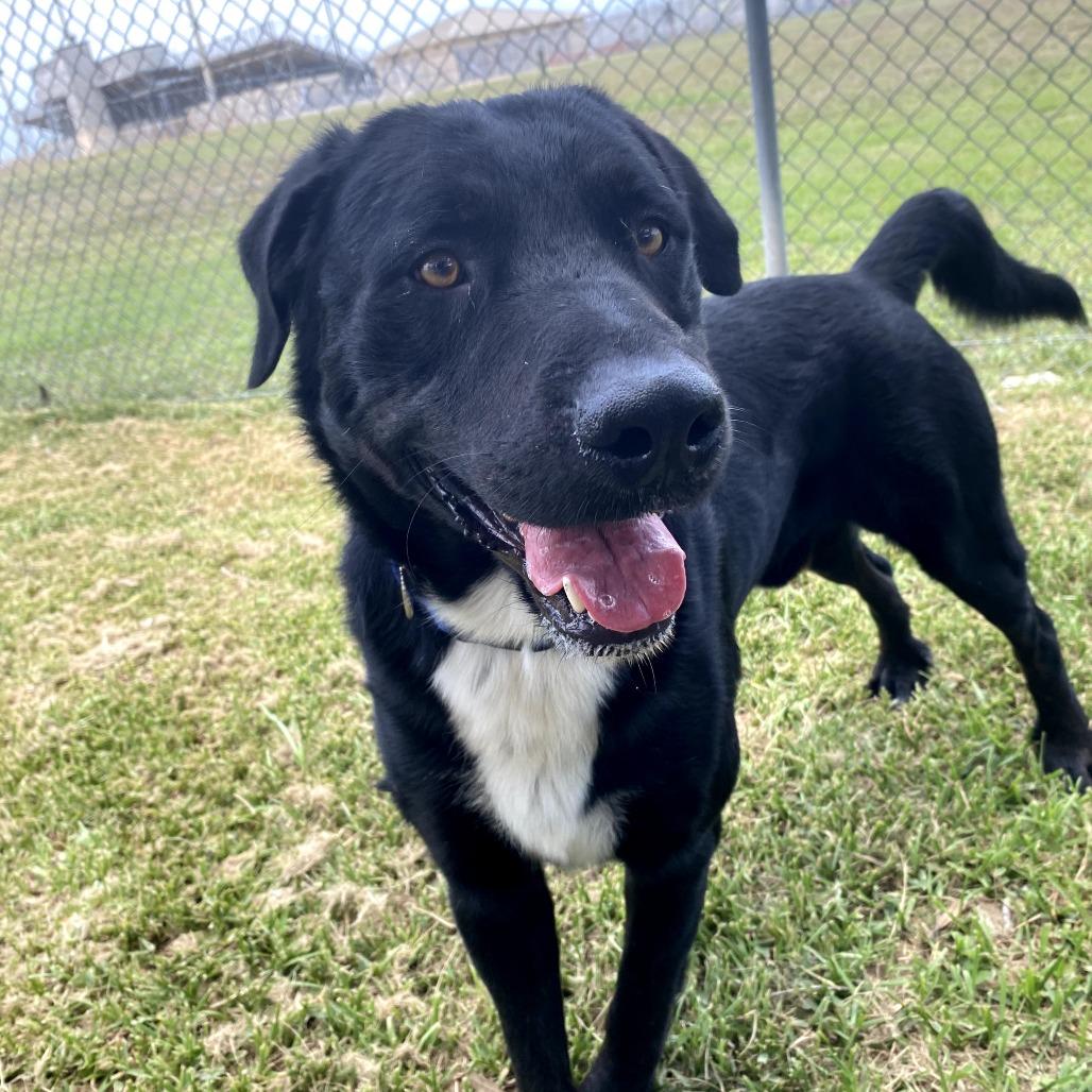 Comet, a Adoptable mixed breed in Corpus Christi, TX image 2/6