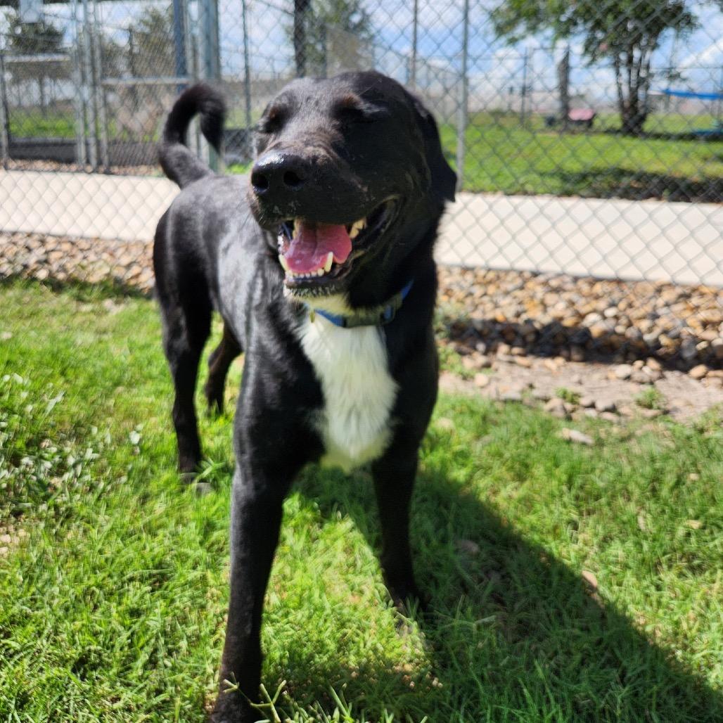 Comet, a Adoptable mixed breed in Corpus Christi, TX image 3/6