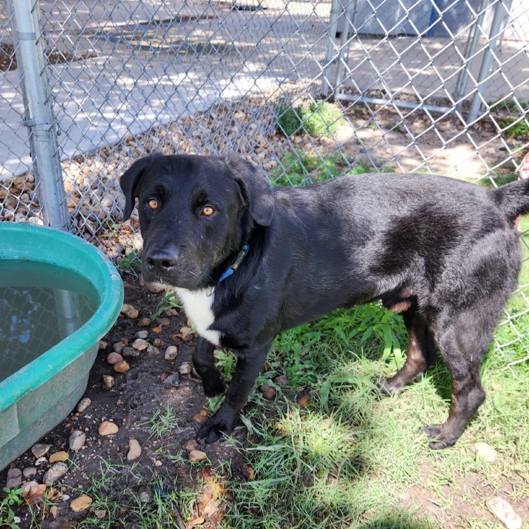 Comet, a Adoptable mixed breed in Corpus Christi, TX image 5/6