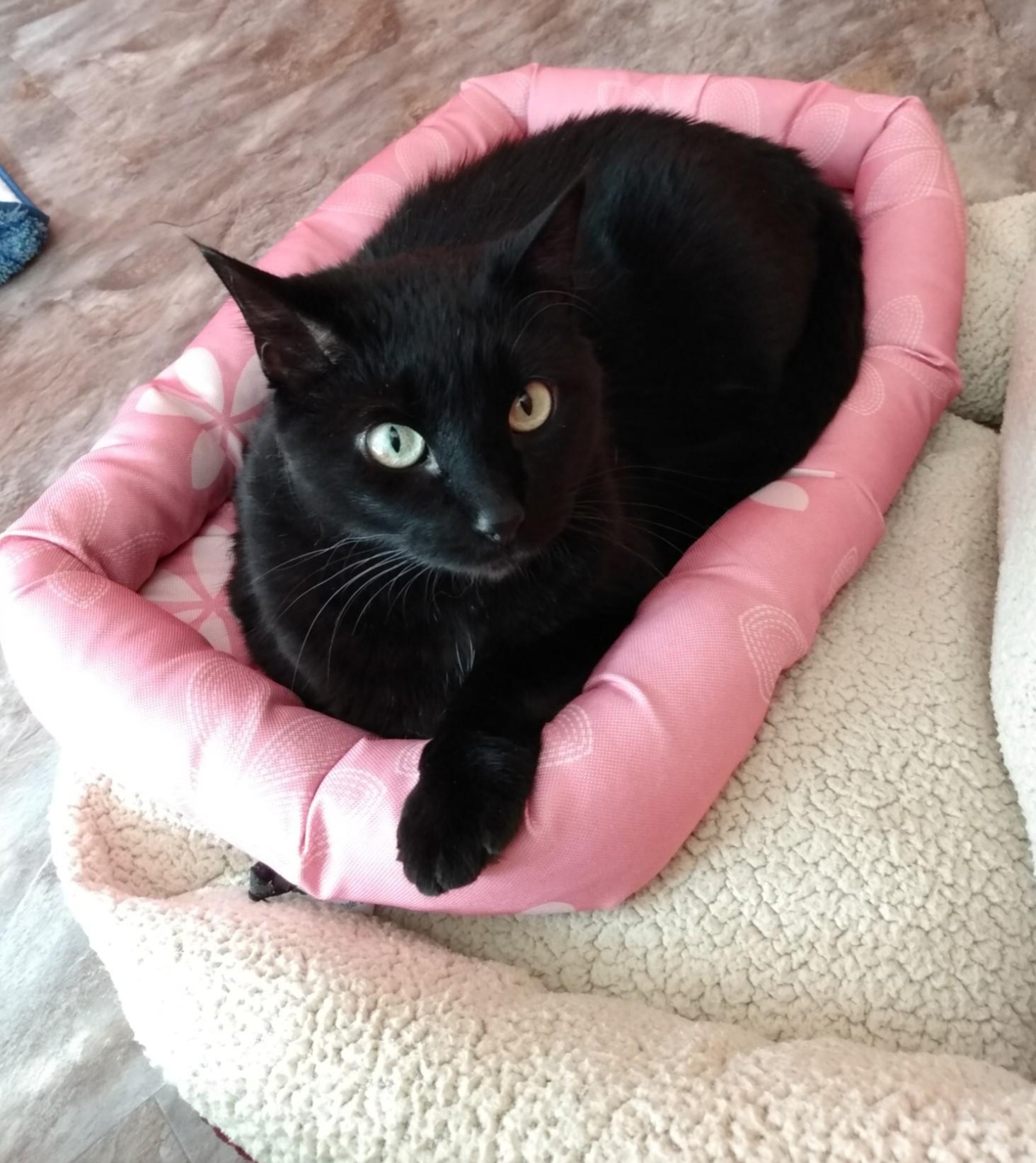 Enlarge AliKat (FIV+), a Adoptable Domestic Short Hair in Topeka, KS image 1/2