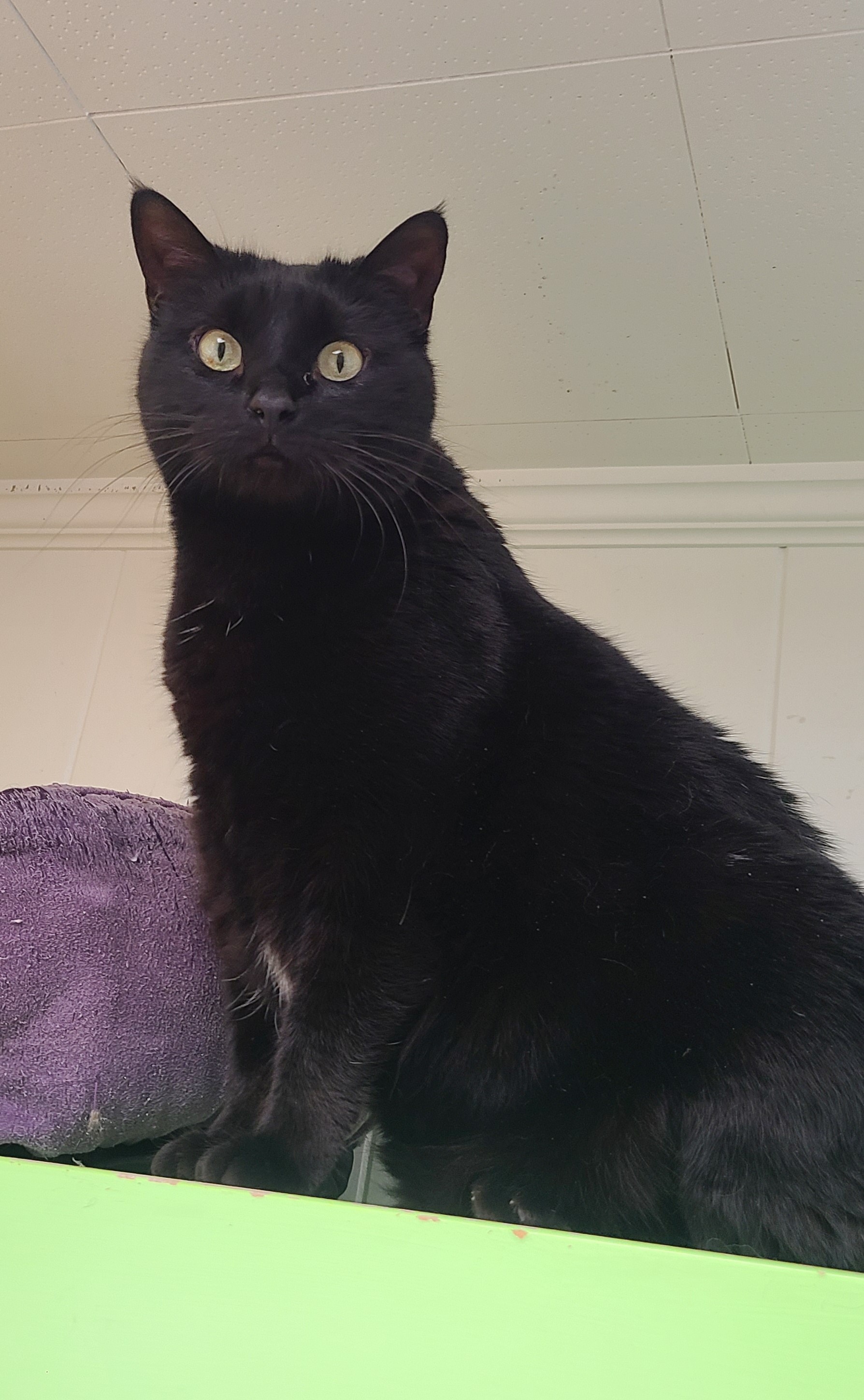 Enlarge AliKat (FIV+), a Adoptable Domestic Short Hair in Topeka, KS image 2/2