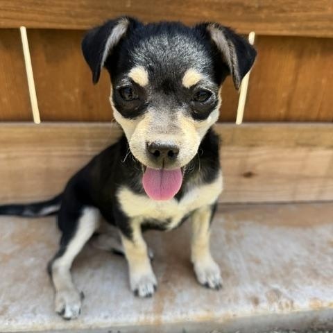 Via, an adopted mixed breed in Las Vegas, NV image 2/4