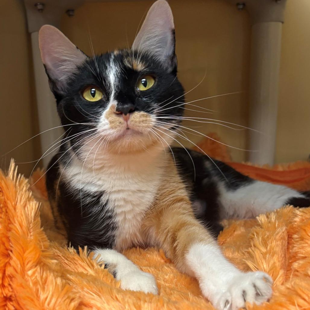 Enlarge Zsa Zsa, a Adoptable Domestic Short Hair in East Hanover, NJ image 2/6