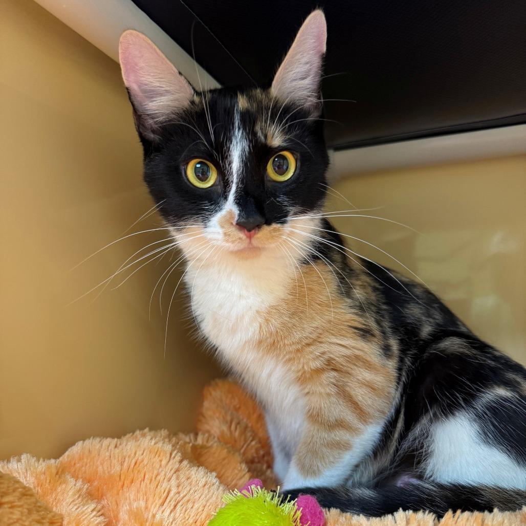 Enlarge Zsa Zsa, a Adoptable Domestic Short Hair in East Hanover, NJ image 3/6