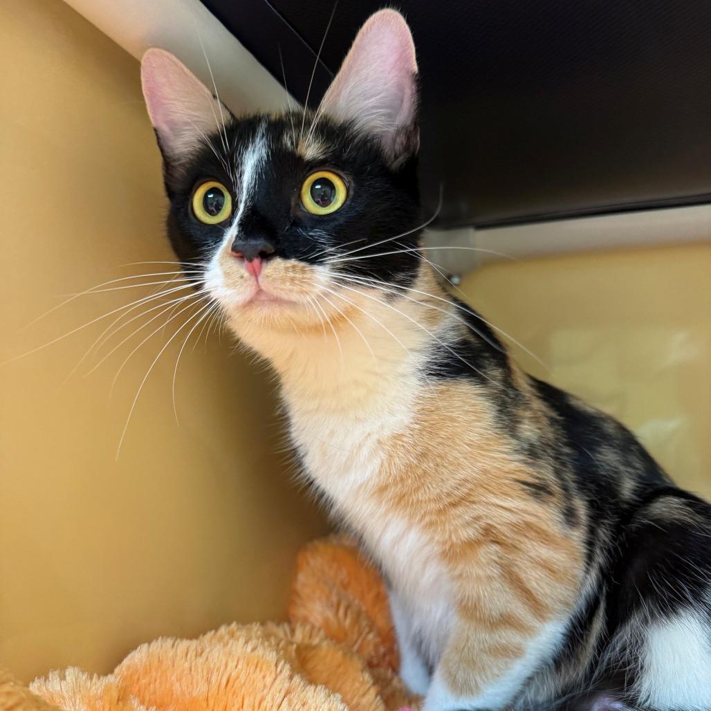 Enlarge Zsa Zsa, a Adoptable Domestic Short Hair in East Hanover, NJ image 4/6