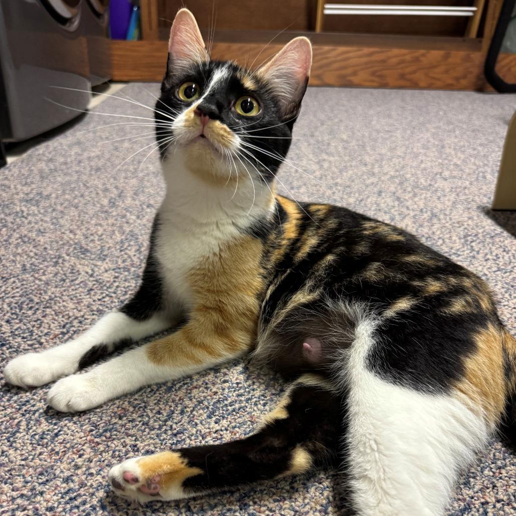 Enlarge Zsa Zsa, a Adoptable Domestic Short Hair in East Hanover, NJ image 5/6