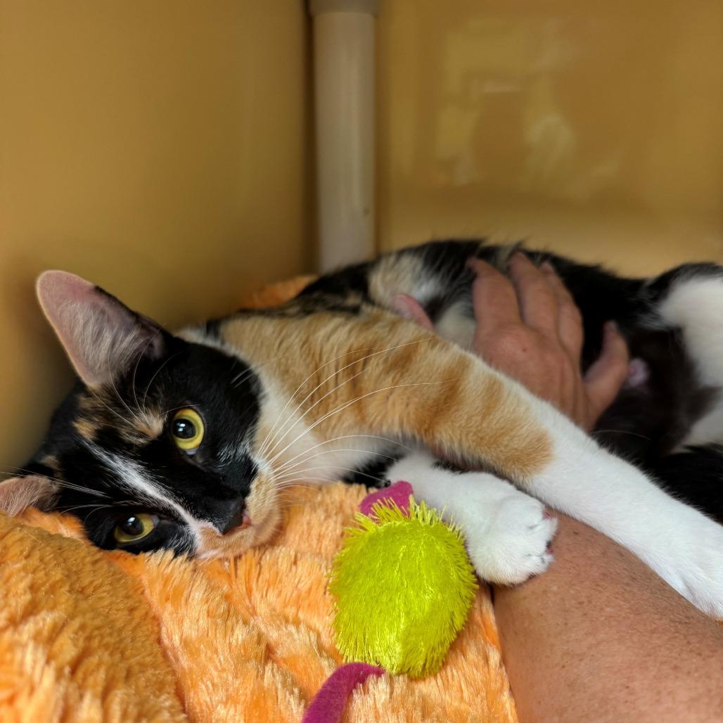 Enlarge Zsa Zsa, a Adoptable Domestic Short Hair in East Hanover, NJ image 6/6