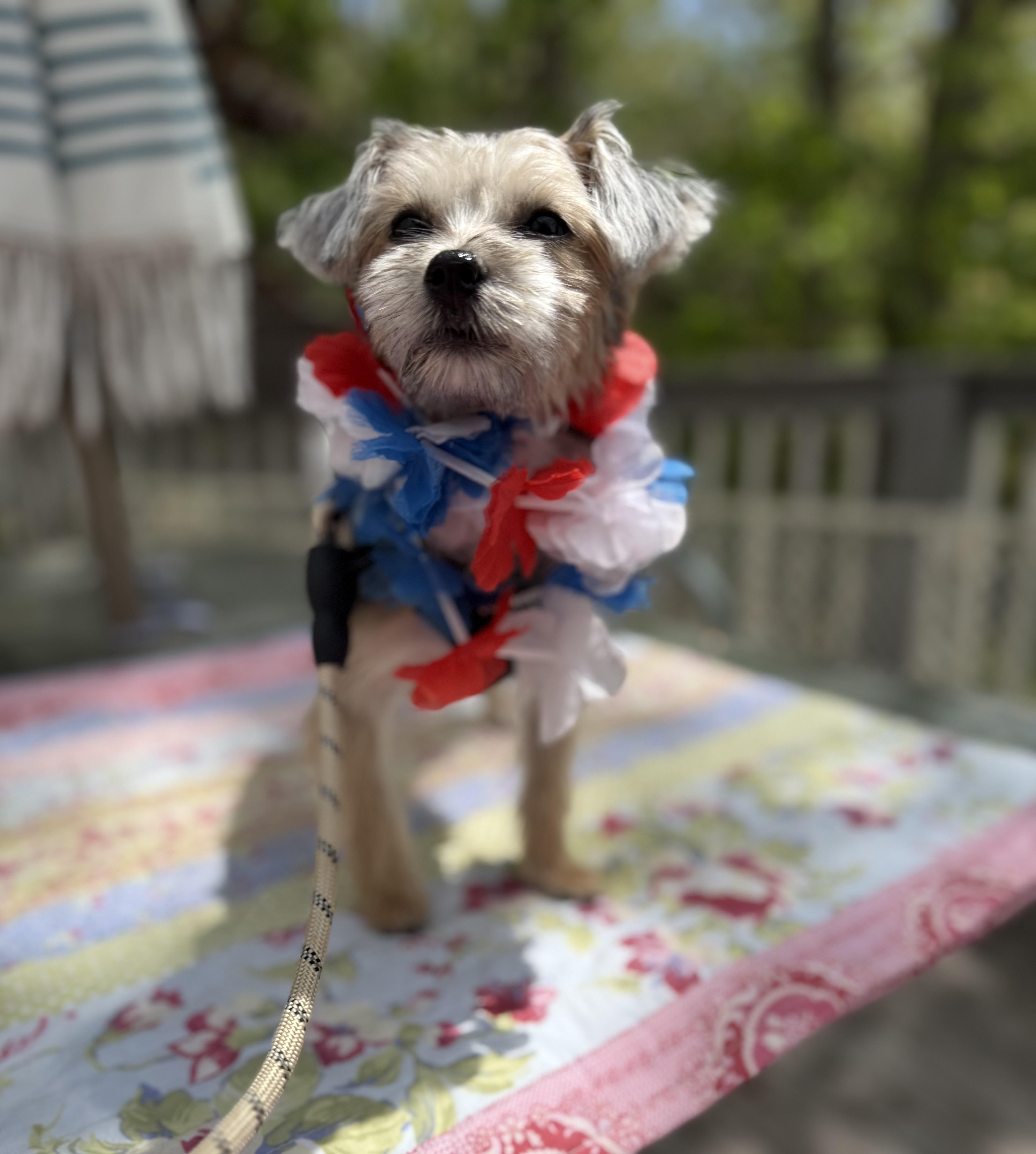 Roxy, an adopted mixed breed in White Lake, MI image 2/2