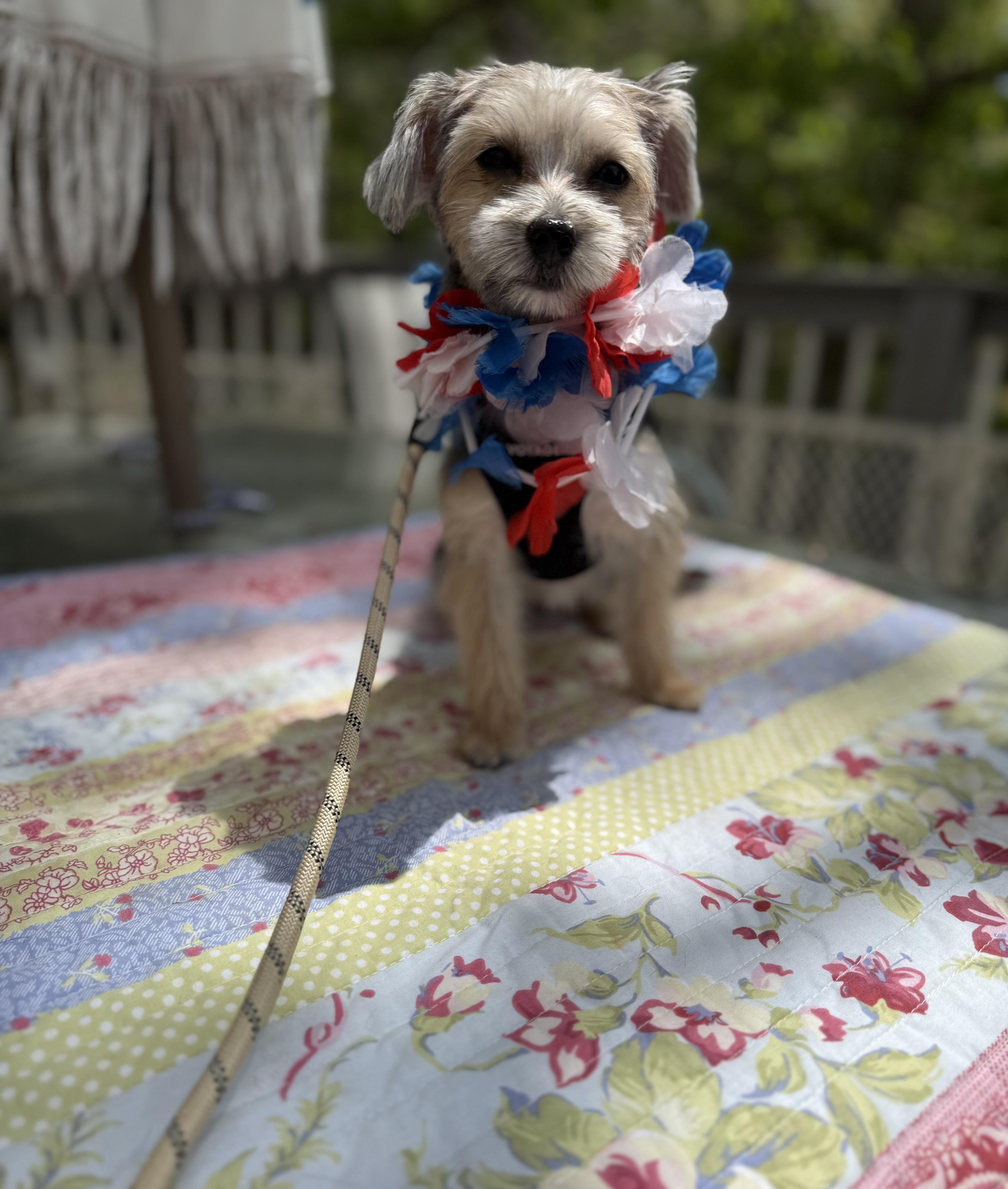 Roxy, adopted, Puppy Female Yorkshire Terrier & Maltese.