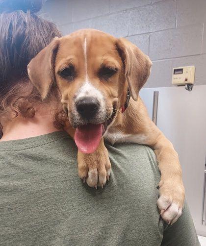 Enlarge Brownie, an adopted mixed breed in Williamsport, PA image 1/1