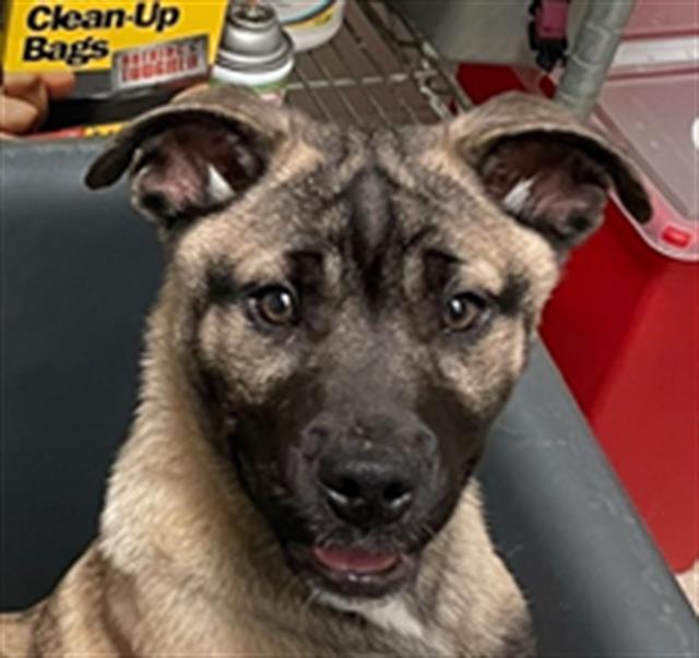 Enlarge Wheat -- LONGTIME RESIDENT!, a ADOPTABLE Mixed Breed in Thousand Oaks, CA image 1/1