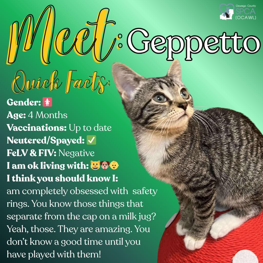 Geppetto, a Adoptable Domestic Short Hair in Fulton, NY image 1/6