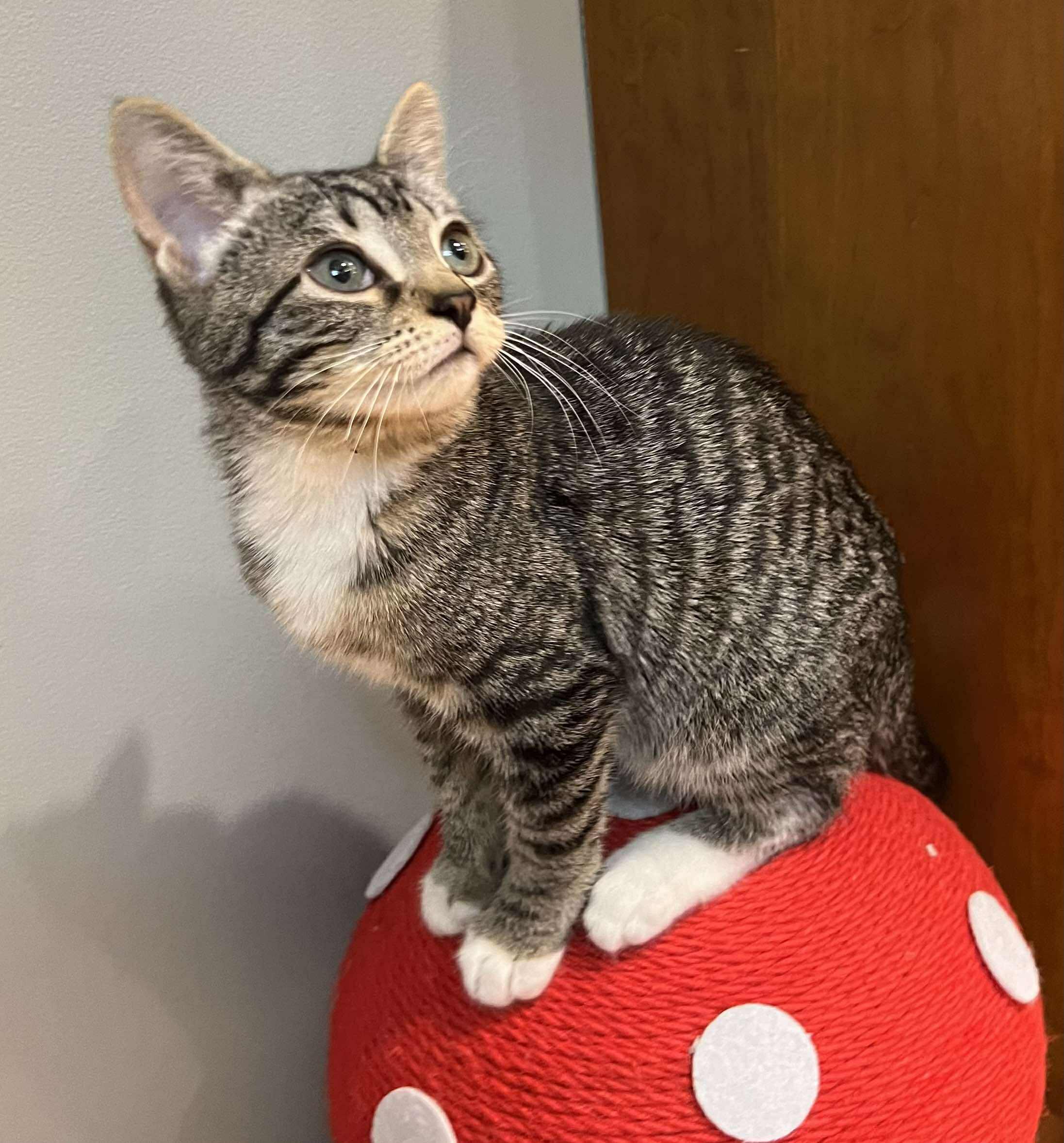 Geppetto, a Adoptable Domestic Short Hair in Fulton, NY image 4/6