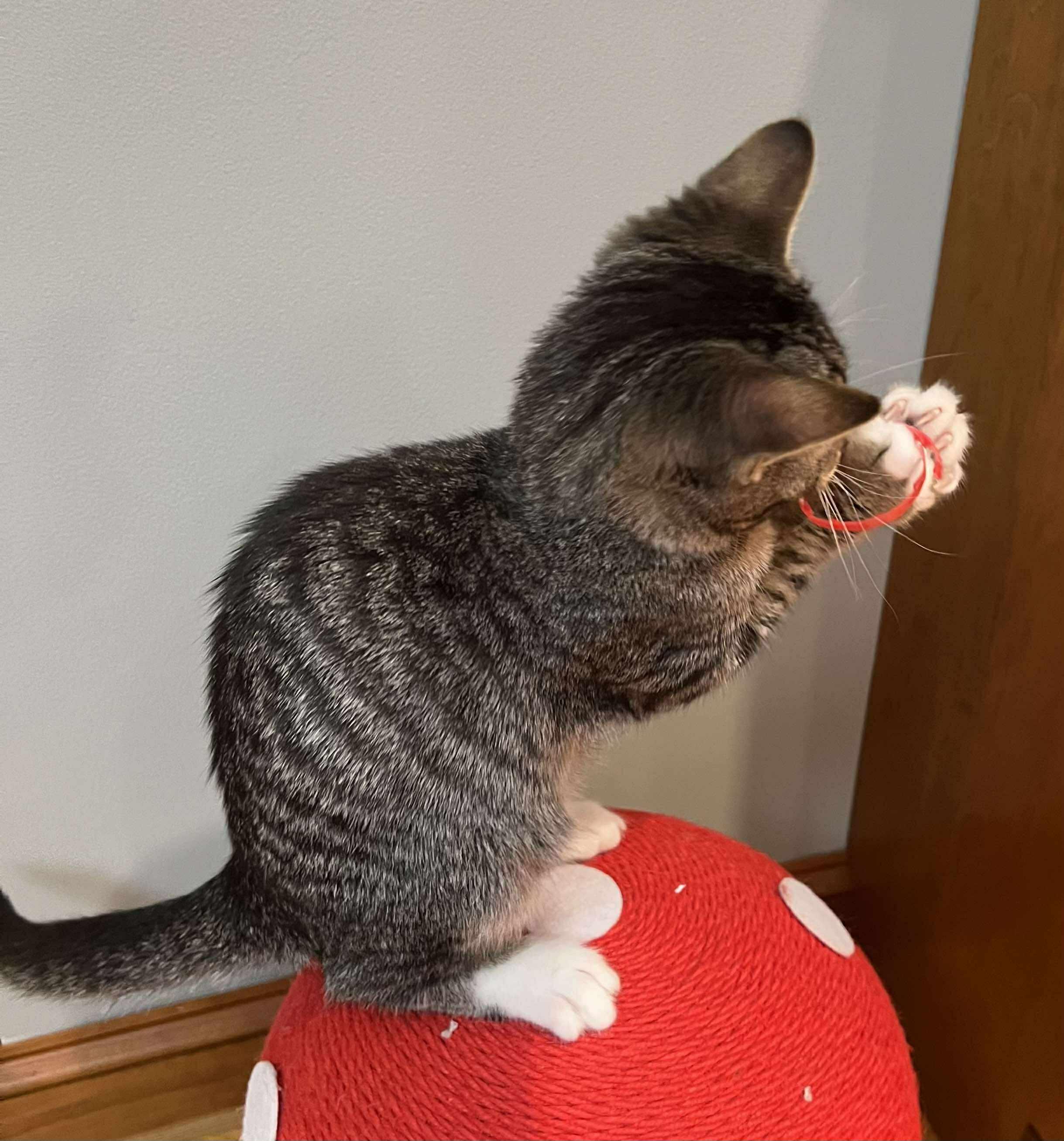 Geppetto, a Adoptable Domestic Short Hair in Fulton, NY image 5/6