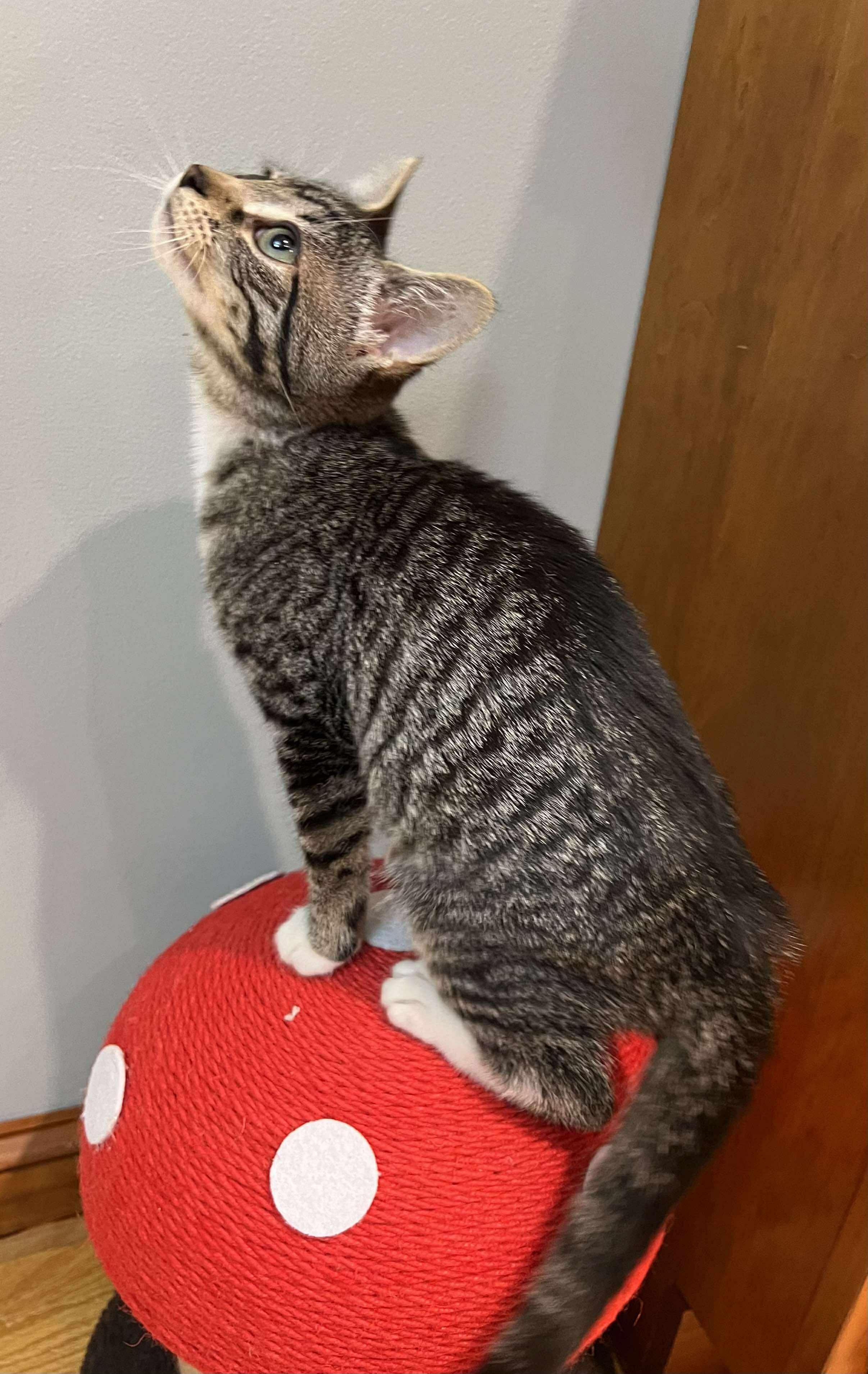 Geppetto, a Adoptable Domestic Short Hair in Fulton, NY image 2/6