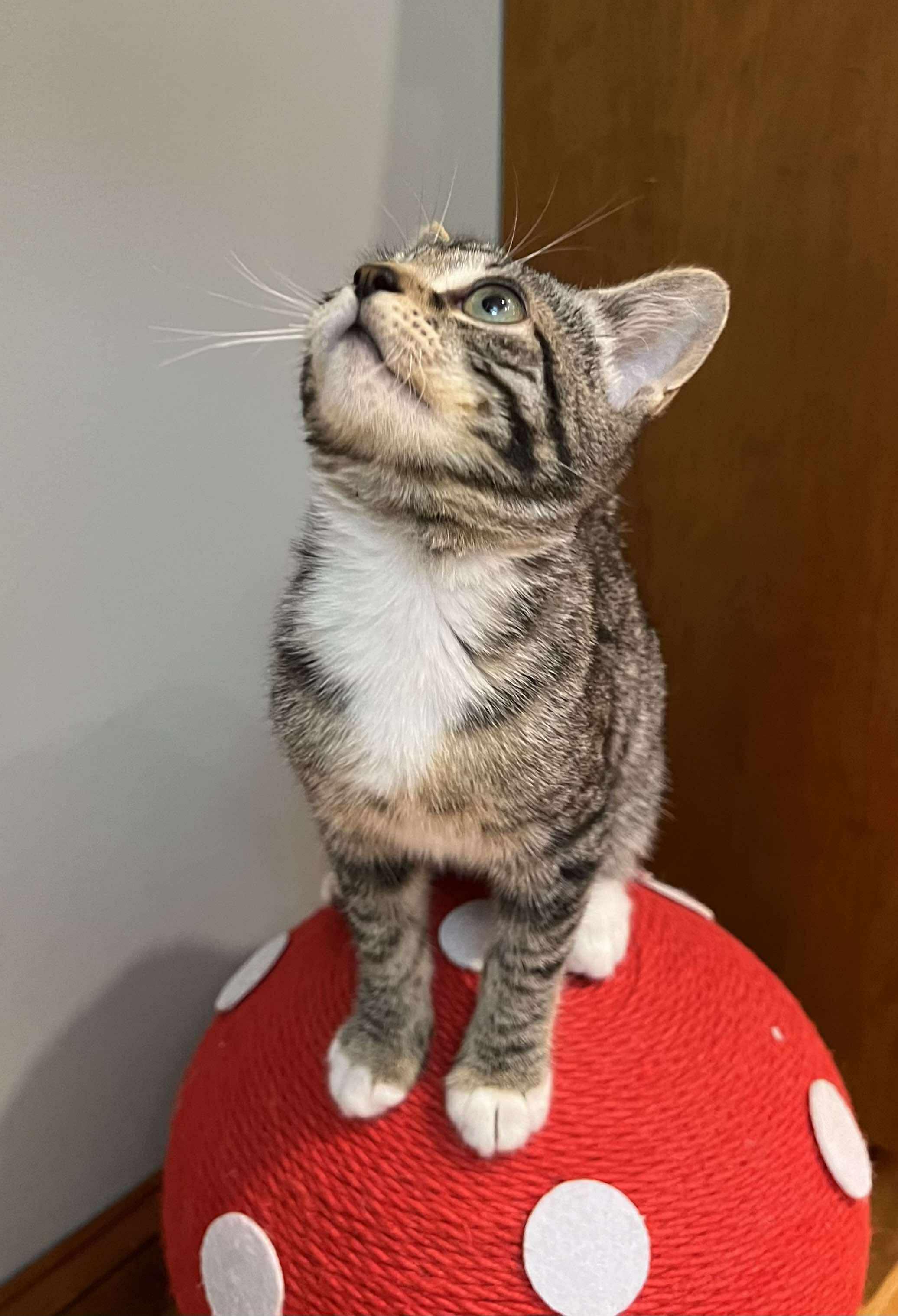 Geppetto, a Adoptable Domestic Short Hair in Fulton, NY image 3/6