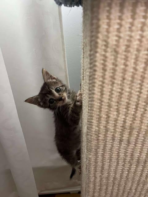 Geppetto, a Adoptable Domestic Short Hair in Fulton, NY image 6/6