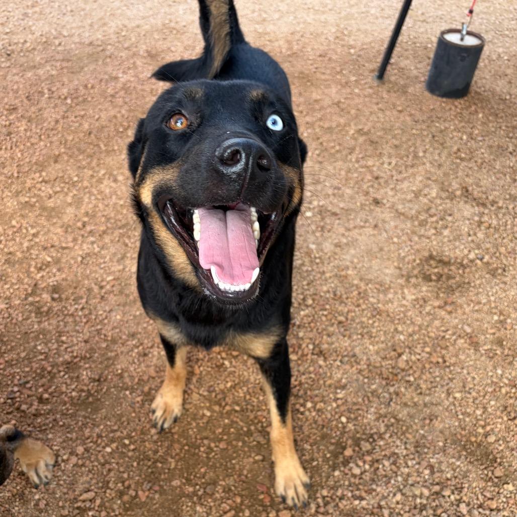 Enlarge Sunshine KCAC #714.26, a Adoptable Mixed Breed in Kerrville, TX image 1/6