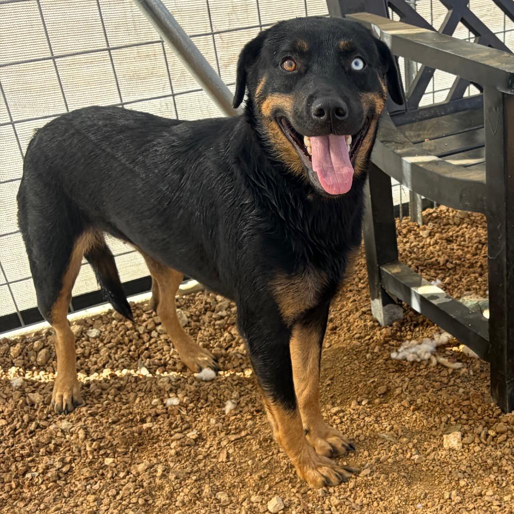 Sunshine KCAC #714.26, Adoptable, Adult Female Mixed Breed.