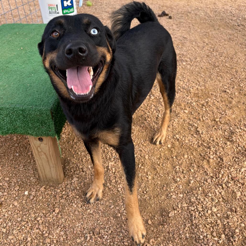 Enlarge Sunshine KCAC #714.26, a Adoptable Mixed Breed in Kerrville, TX image 3/6