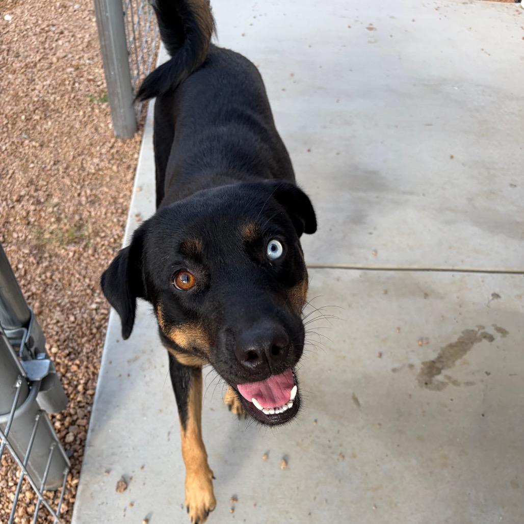 Enlarge Sunshine KCAC #714.26, a Adoptable Mixed Breed in Kerrville, TX image 4/6