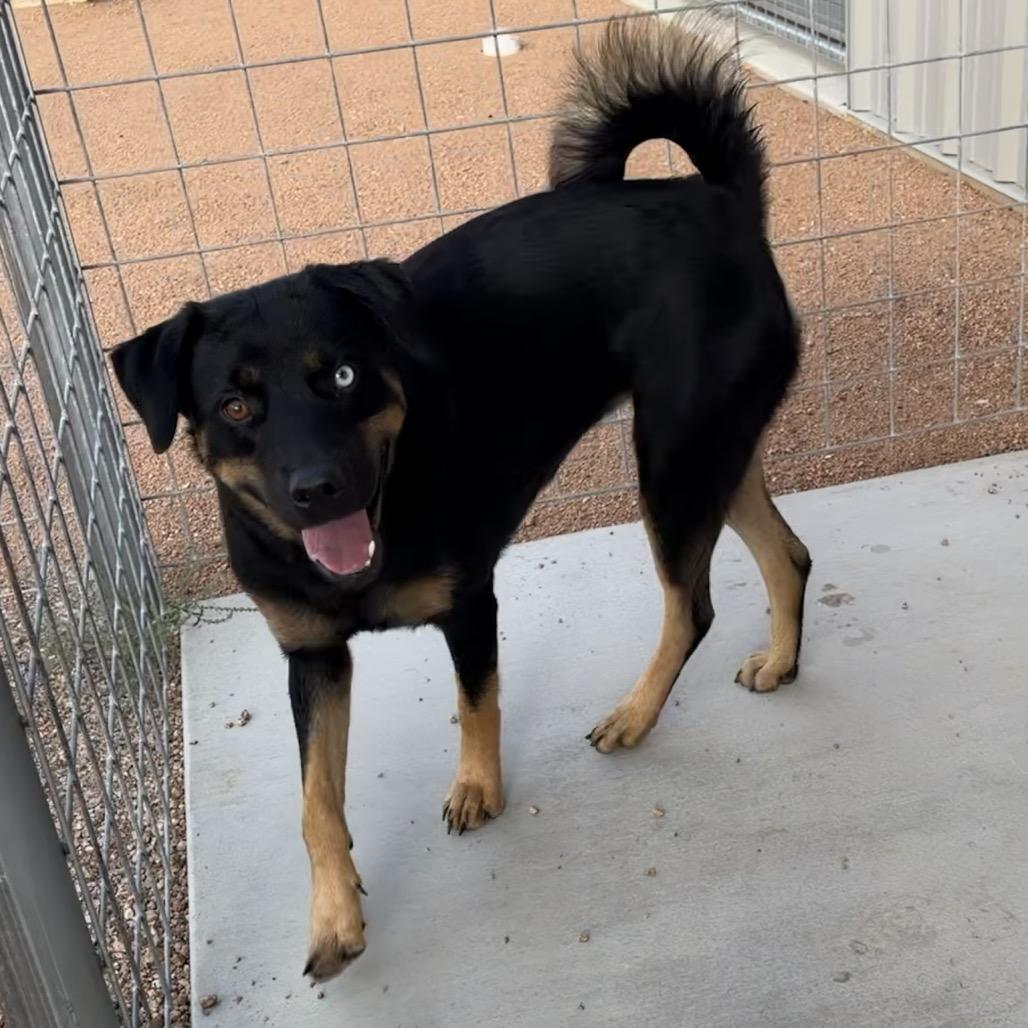 Enlarge Sunshine KCAC #714.26, a Adoptable Mixed Breed in Kerrville, TX image 5/6