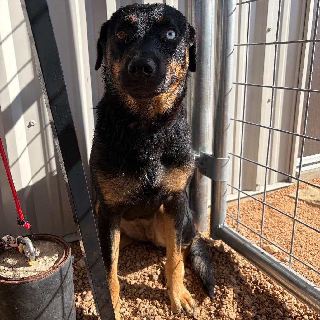 Enlarge Sunshine KCAC #714.26, a Adoptable Mixed Breed in Kerrville, TX image 6/6