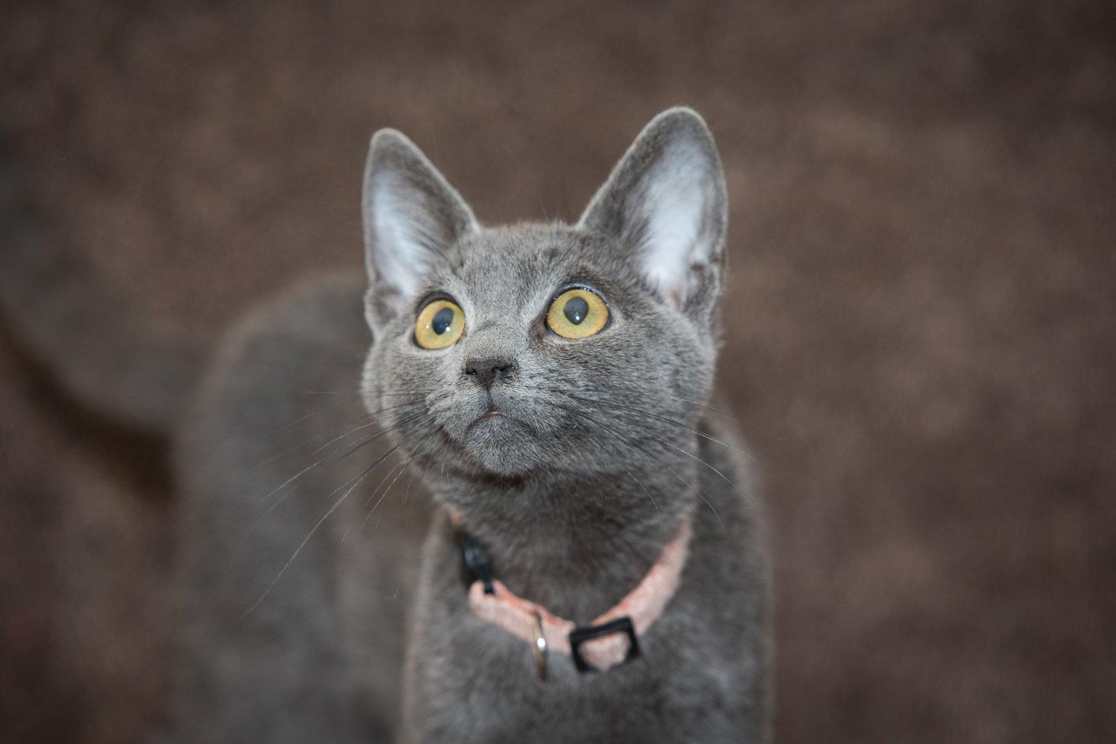 Greg, Adoptable, Young Male Domestic Short Hair.