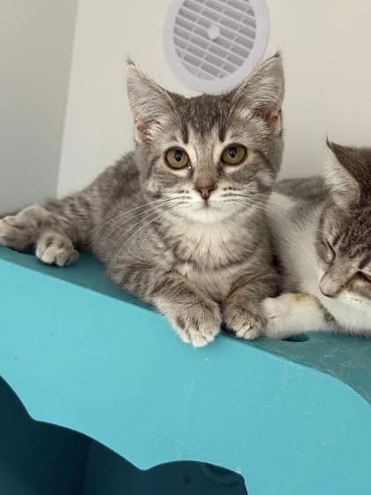 Hulu, Adoptable, Kitten Female Domestic Short Hair & Domestic Short Hair.